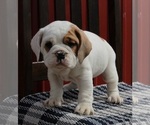 Small Photo #1 Beabull Puppy For Sale in FREDERICKSBURG, OH, USA