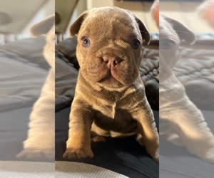 French Bulldog Puppy for Sale in SAN ANTONIO, Texas USA