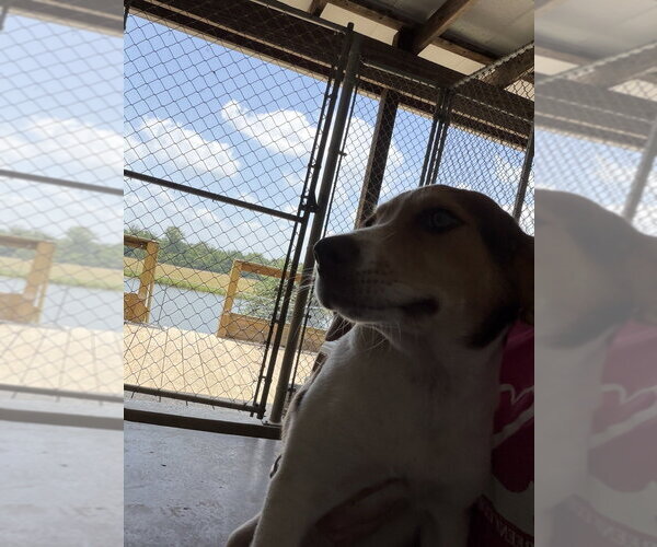 Medium Photo #1 Mutt Puppy For Sale in Linton, IN, USA
