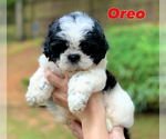 Small Photo #1 Shih Tzu Puppy For Sale in BUFORD, GA, USA