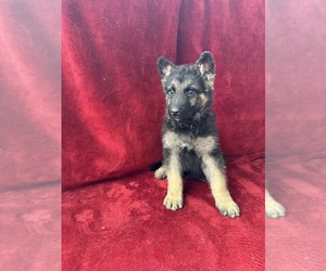 German Shepherd Dog Puppy for sale in COLUMBUS, OH, USA