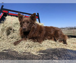 Small Photo #1 Aussiedoodle Miniature  Puppy For Sale in HEDRICK, IA, USA