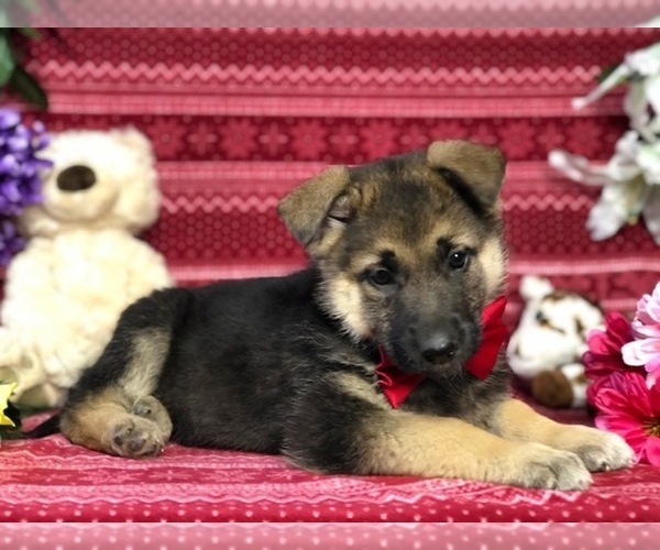 Medium Photo #3 German Shepherd Dog Puppy For Sale in CLAY, PA, USA