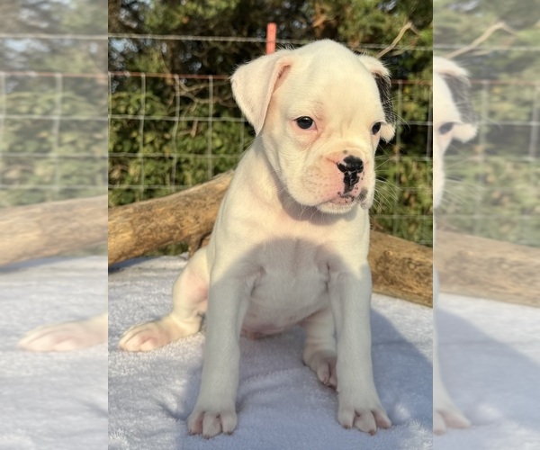 Medium Photo #4 Boxer Puppy For Sale in PAWNEE CITY, NE, USA