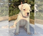 Small #3 Boxer