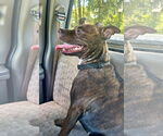 Small #7 Staffordshire Bull Terrier