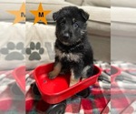 Small #2 German Shepherd Dog