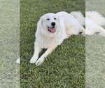 Small #2 Great Pyrenees