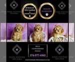 Small Photo #16 Goldendoodle (Miniature) Puppy For Sale in WARSAW, IN, USA