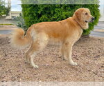 Small #4 Golden Retriever