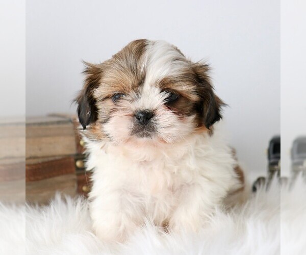 Medium Photo #1 Shih Tzu Puppy For Sale in ARTHUR, IL, USA