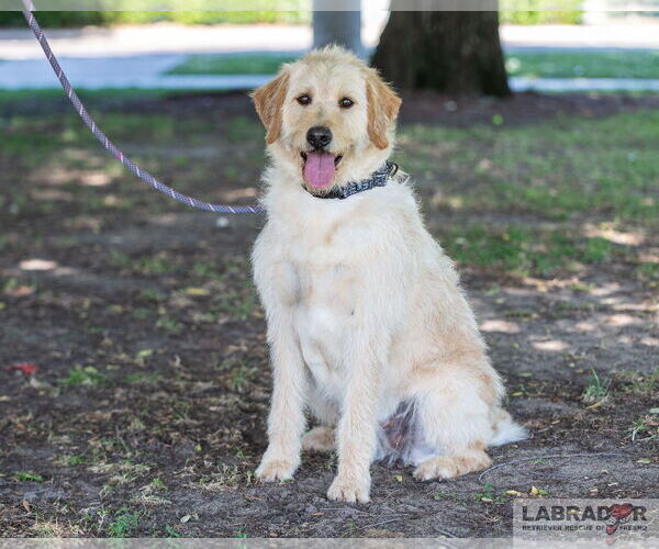 Medium Photo #1 Labradoodle Puppy For Sale in Clovis, CA, USA