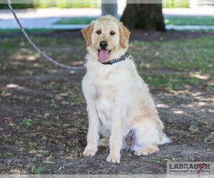 Labradoodle Dogs for adoption in Clovis, CA, USA