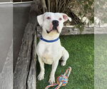 Small #9 Bulldog