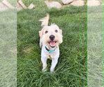 Small #1 Poodle (Miniature) Mix