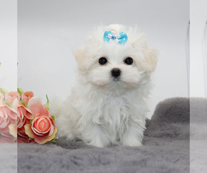 Maltese Puppy for sale in LOS ANGELES, CA, USA