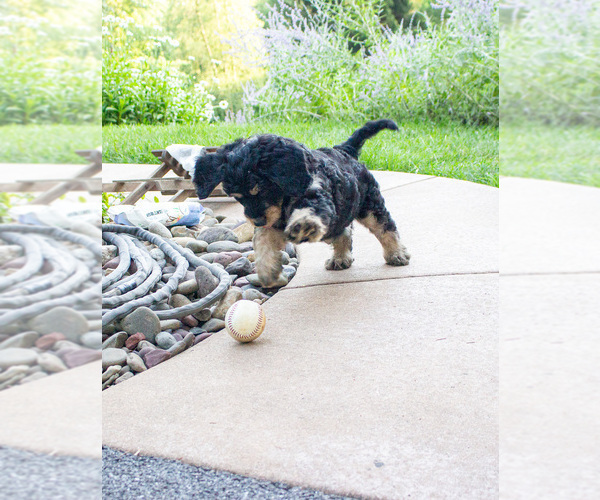 Medium Photo #5 Bernedoodle (Miniature) Puppy For Sale in NARVON, PA, USA