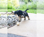 Small #4 Bernedoodle (Miniature)