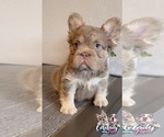 Small #3 French Bulldog