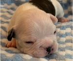 Small Photo #3 French Bulldog Puppy For Sale in SWEETWATER, TN, USA