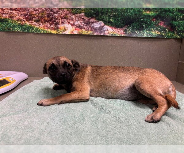 Medium Photo #1 Chihuahua-Unknown Mix Puppy For Sale in Moreno Valley, CA, USA