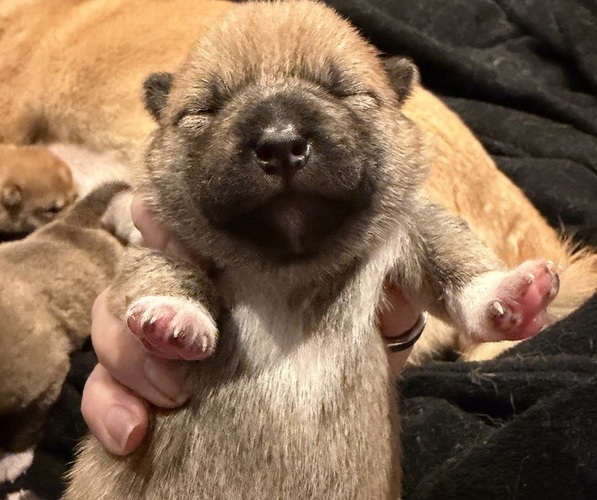 Medium Photo #18 Shiba Inu Puppy For Sale in ZIONSVILLE, IN, USA