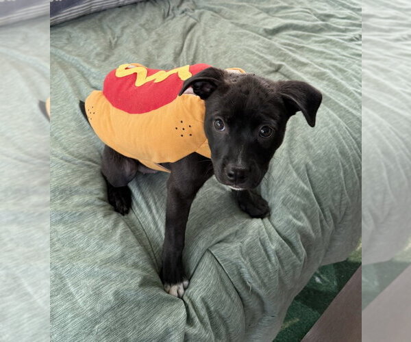 Medium Photo #5 Mutt Puppy For Sale in OKLAHOMA CITY, OK, USA