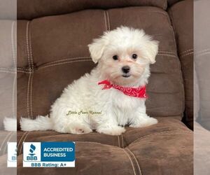 Maltese Puppy for sale in WINNSBORO, LA, USA