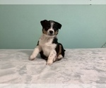 Small Photo #5 Australian Shepherd Puppy For Sale in HILLSBORO, WI, USA