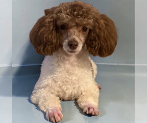 Poodle (Toy) Dogs for adoption in Pacolet, SC, USA
