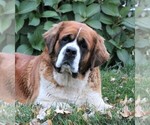 Small Photo #1 Poodle (Miniature)-Saint Bernard Mix Puppy For Sale in SYRACUSE, IN, USA