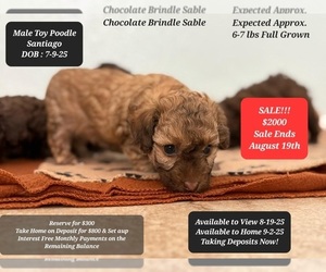 Poodle (Toy) Puppy for sale in TUCSON, AZ, USA