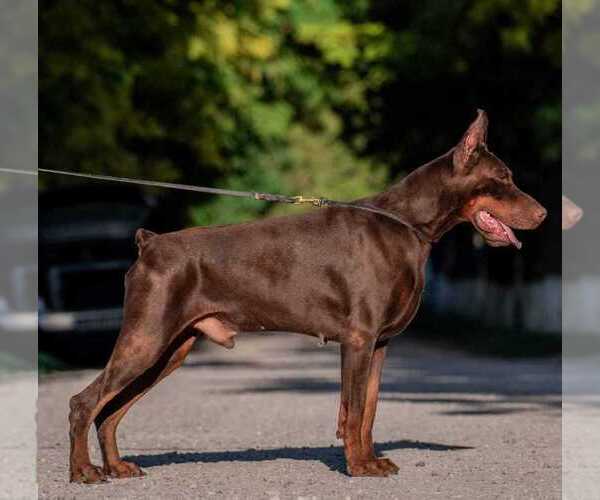 Medium Photo #12 Doberman Pinscher Puppy For Sale in LAFAYETTE, LA, USA
