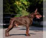 Small #11 Doberman Pinscher