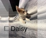 Puppy 4 German Shepherd Dog-Siberian Husky Mix