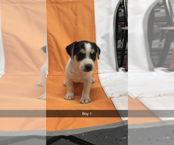 Medium Photo #13 Jack Russell Terrier Puppy For Sale in CHURCH HILL, TN, USA