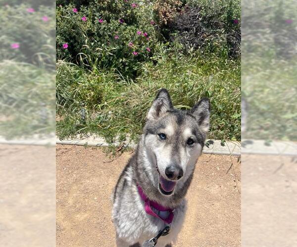 Medium Photo #3 Siberian Husky-Unknown Mix Puppy For Sale in Chula Vista, CA, USA