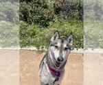 Small #2 Siberian Husky Mix