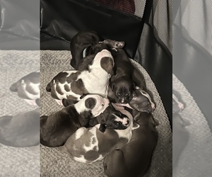 American Pit Bull Terrier Puppy for sale in ABERDEEN, WA, USA