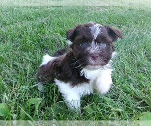 Havanese Puppy for sale in WEST CONCORD, MN, USA
