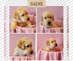 Small Photo #3 Labrador Retriever Puppy For Sale in WILMINGTON, DE, USA