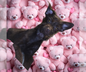 Poodle (Toy)-YorkiePoo Mix Puppy for sale in DYERSBURG, TN, USA