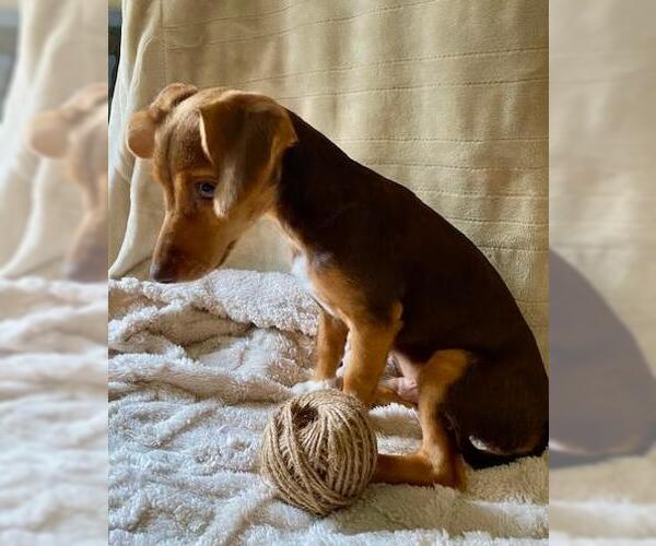 Medium Photo #4 Dachshund-Unknown Mix Puppy For Sale in Murfreesboro, NC, USA