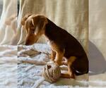 Small #3 Dachshund Mix