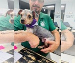 Small #10 Mutt