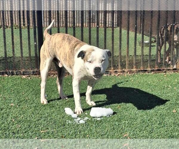 Medium Photo #3 Staffordshire Bull Terrier-Unknown Mix Puppy For Sale in Rockwall, TX, USA