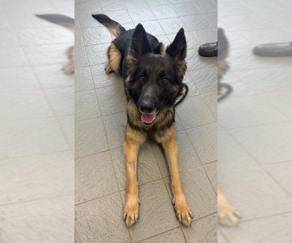 Medium Photo #1 German Shepherd Dog-Unknown Mix Puppy For Sale in Princeton, MN, USA