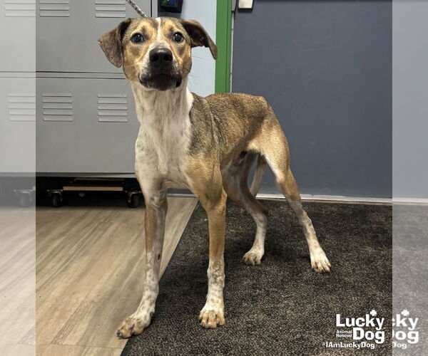 Medium Photo #2 Mutt Puppy For Sale in Washington, DC, USA