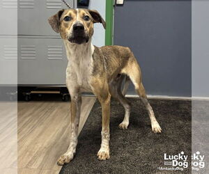 Mutt Dogs for adoption in Washington, DC, USA