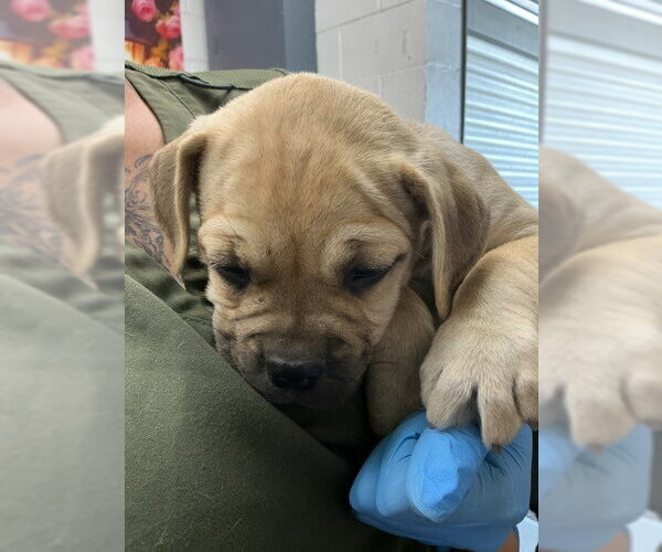 Medium Photo #1 Mutt Puppy For Sale in San Bernardino, CA, USA